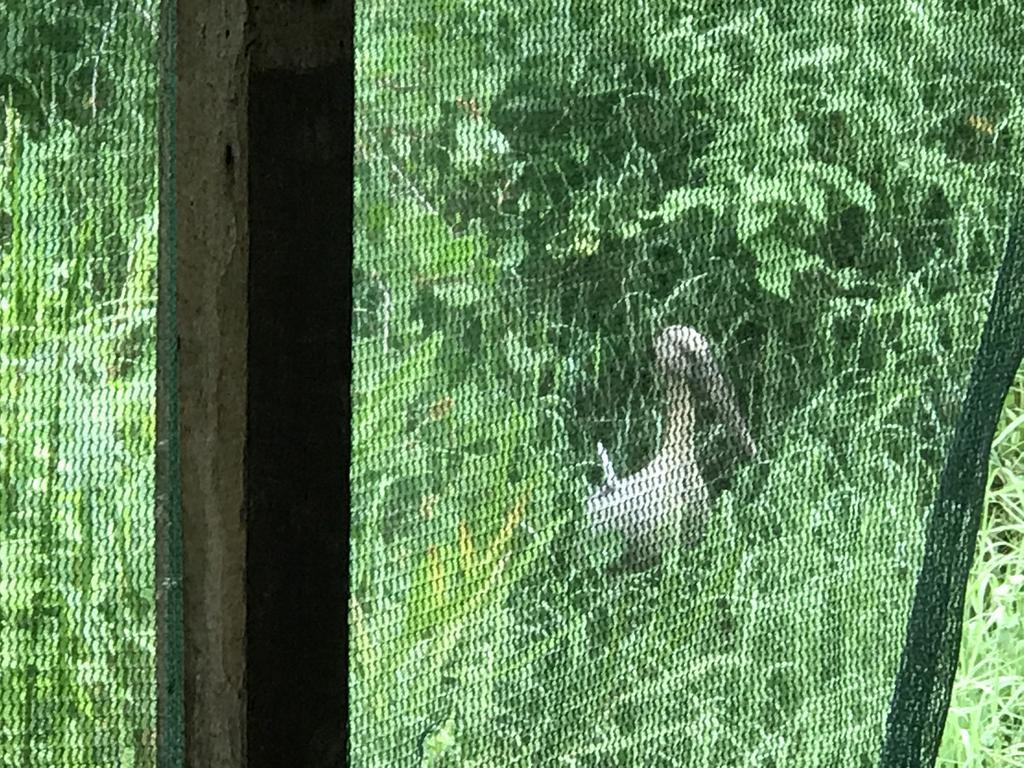 Mount nature villa Hikkaduwa Chambre photo